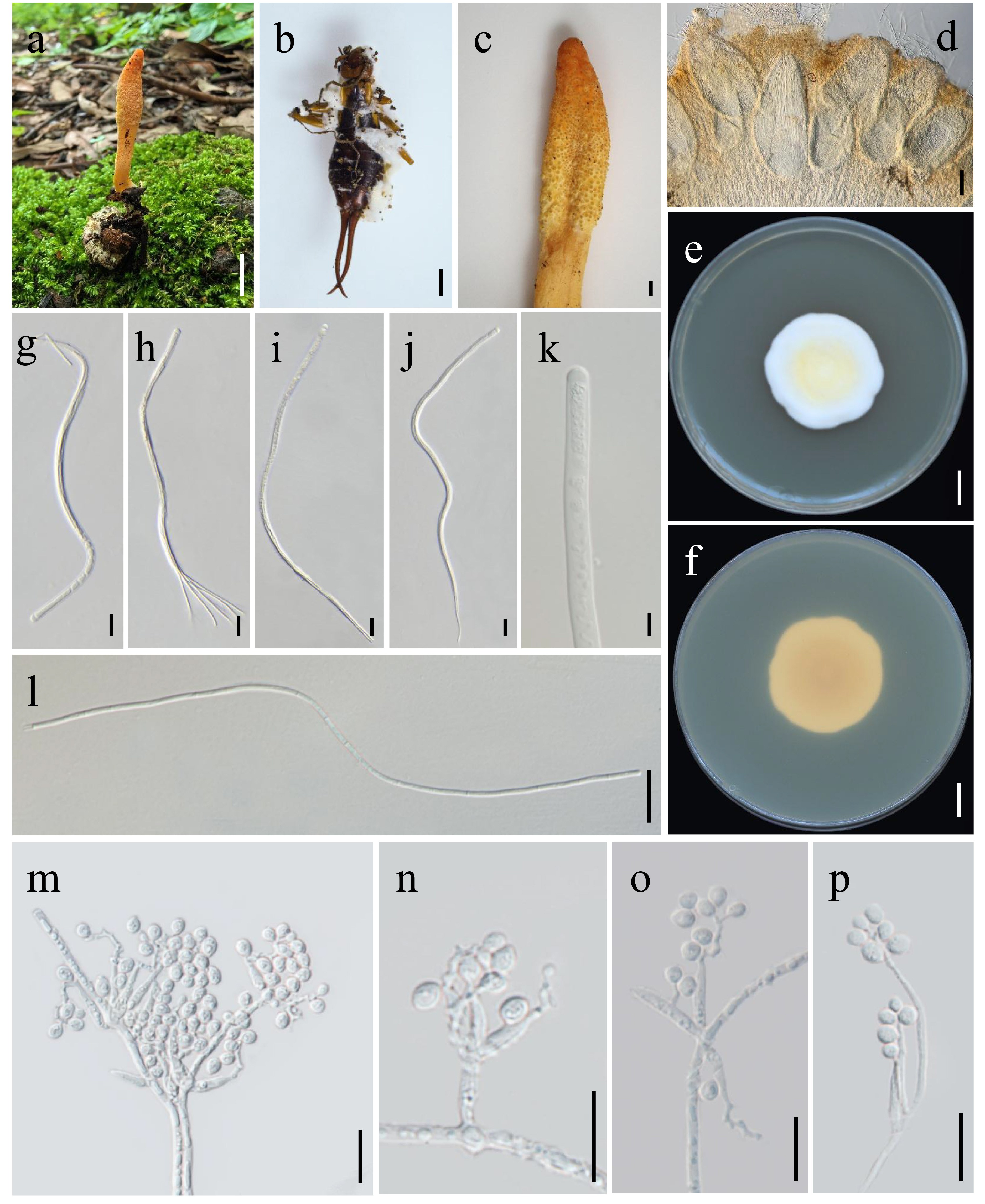 Figure 62